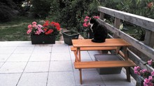 Cat Sitting On Picnic Table By Potted Plants