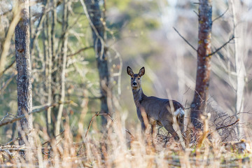 Wall Mural - Roe deer standing in the forest and looking back