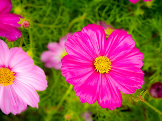 Wall Mural - Pink Cosmos Flowers Blooming on The Wet