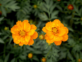 Wall Mural - Water Drops on Two Cosmos Flowers Blooming