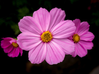 Wall Mural - Pink Cosmos Blooming among Other Cosmos Flowers