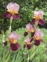 Two-tone Flower Garden Iris Pink And Purple