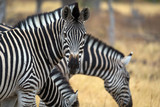Fototapeta Konie - Cabeza de cebra mirando fijamente durante un safari por Africa