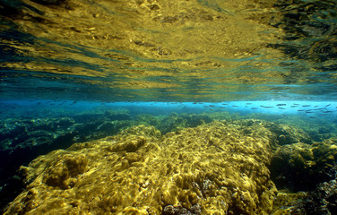 coral reef caribbean sea venezuela