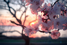Pink Apricot Tree Flower In The Sunset Light