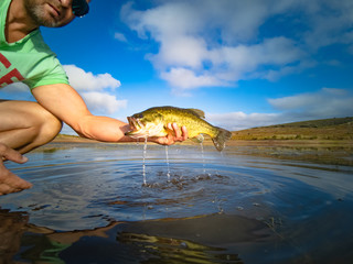 Wall Mural - Big Bass Large mouth - Fishing on lake