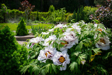 Wall Mural -  White tree peony in garden