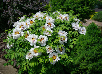 Wall Mural -  White tree peony in garden