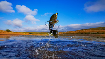 Wall Mural - Big Bass Large mouth - Fishing on lake