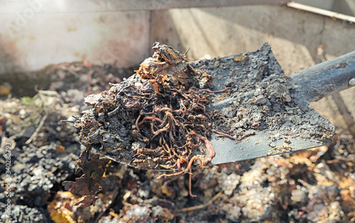 Organic soil, humus, compost and earthworms on shovel over compost heap. Vermicomposting, vermiculture, homemade worm composting, permaculture. Kitchen and garden waste leftovers to bio fertilizer.