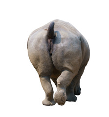 Poster - white rhinoceros isolated