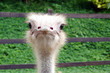 portrait of an ostrich at the zoo in Pereira, Risaralda, Colombia.