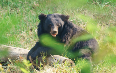 Wall Mural - asiatic black bear