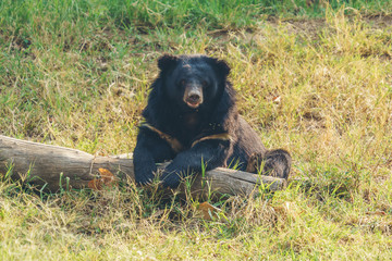 Wall Mural - asiatic black bear