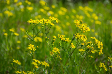 Field of beautiful Dahlberg daisy, meadow with wild flowers and green grass. Yellow blurred bokeh background, seasonal flora