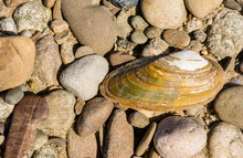 Anodonta Sp. Is A Species Of Freshwater Mussel, An Aquatic Bivalve Mollusk In The Family Unionidae, The River Mussels.
