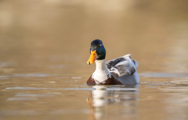 Male mallard wild duck