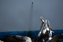 Pelicans Feeding