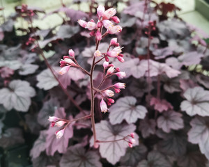 Purple Heuchera leaves and pink flowers natural background. beautiful ornamental spring flowering plant