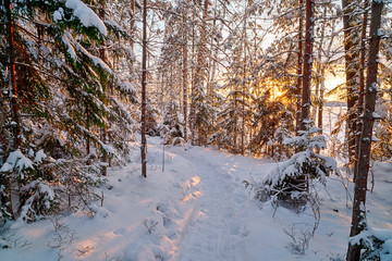 Canvas Print - Winter in the forest