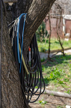 A Garden Hoses Hangs In A Tree And Is Ready To Be Used For Garden Watering.