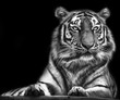 Tiger portrait black and white with black background