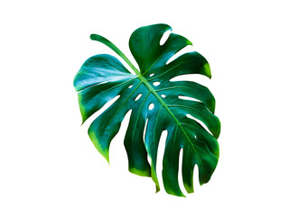 monstera leaves tropical plant, green leaf isolated on white background