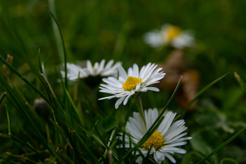 daisy flower macro in spring