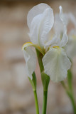 Fototapeta Tulipany - Nahaufnahme einer weißen Iris - Iridaceae