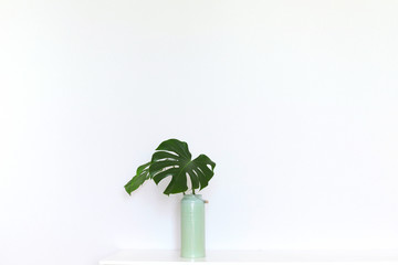 Interior with monstera leaves