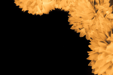 Beautiful abstract color black and yellow flowers on black background and gold flower frame and brown leaves texture, dark background, orange and gold love banner, brown and dark background