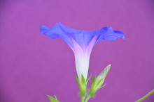 Close-up Of Morning Glory Flower Against Pink Background