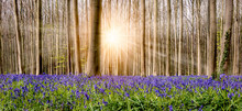 Breathtaking Floral Carpet With Blue Flowering Bluebells And Beautiful Sun Rays Between The Deciduous Trees In The Famous Forest Of Halle, Belgium.
