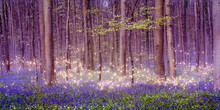A Magically Enchanting Fairytale Forest Landscape With Shimmering Pixie Dust Stars Over A Beautiful Carpet Of Blue Bluebells Among The Tall Deciduous Trees On A Spring Day In Belgium.