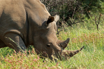 White Rhinoceros in Pilanesberg National Park, South Africa