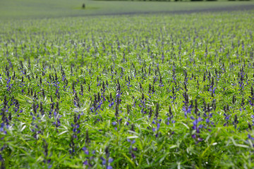 Plantation, France