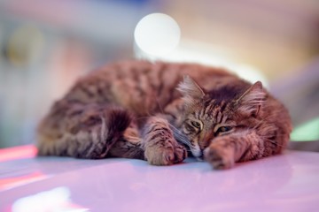 Sticker - Closeup of a tired stripped cat lying on a white surface under the colourful lights