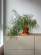 Potted plant on grey desk