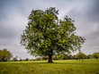 © James - Horse chestnut tree in the field