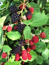 Close-up Of Blackberries Growing On Plant