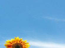 Close-up Of Yellow Flowers Against Blue Sky