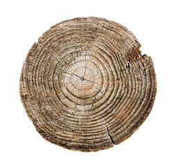 Wall Mural - felled piece of wood from a tree trunk with growth rings isolated on white. natural vintage wood tex