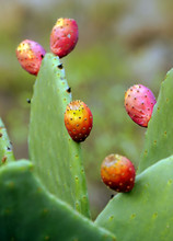 Close-up Of Prickly Pear Cactus Growing Outdoors