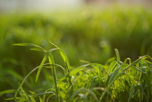 Fresh Green Grass Growing In A Sunny Spring Day, Side View, Closeup