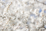 Fototapeta Kwiaty - Białe kwitnące kwiaty