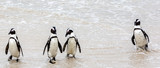 Fototapeta Zwierzęta - Penguins on Boulders Cape Town, South Africa