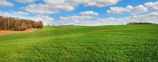 springtime panorama of greenfields winter wheat hills, near forest and cloudy sky