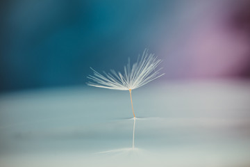 Beautiful water drop on dandelion seeds macro. Reflection from the water surface.