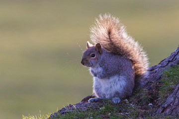 Wall Mural - grey squirrel in spring sunset light