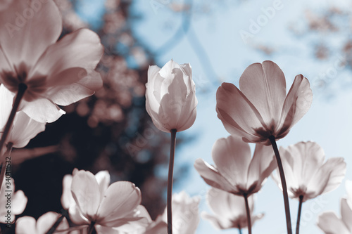 Fotografía Spring tulips in the park, sepia